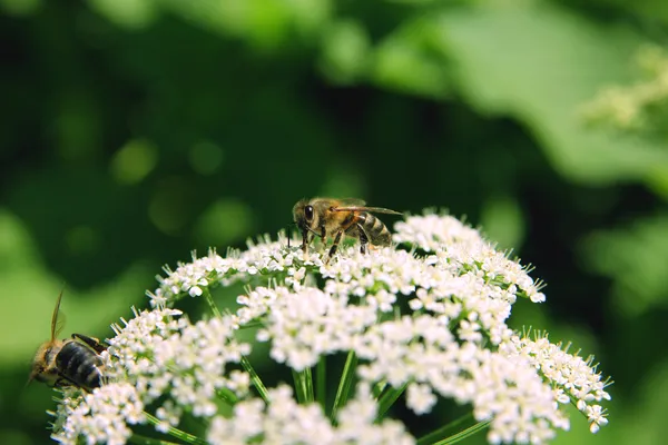 Včela na květině — Stock fotografie