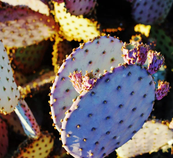 Purple Prickly Pear Cactus — Stock Photo, Image