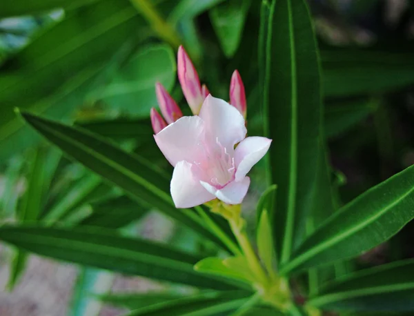 Flor de oleandro — Fotografia de Stock