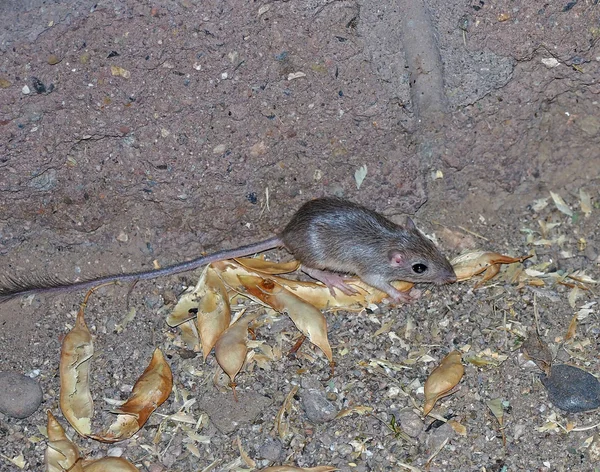 Wild Kangaroo Rat Stock Photo