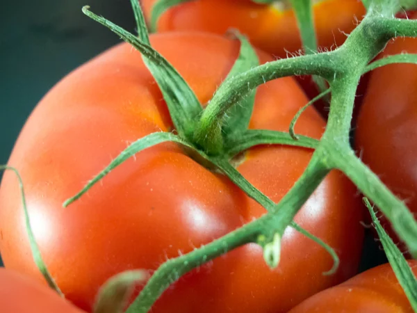 Лоза и помидоры — стоковое фото