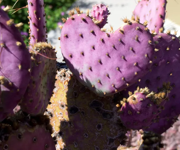 Purple Prickly Pear Cactus Heart — Stock Photo, Image