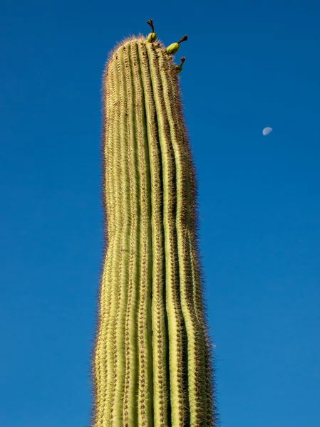 Portrét kaktus Saguaro — Stock fotografie