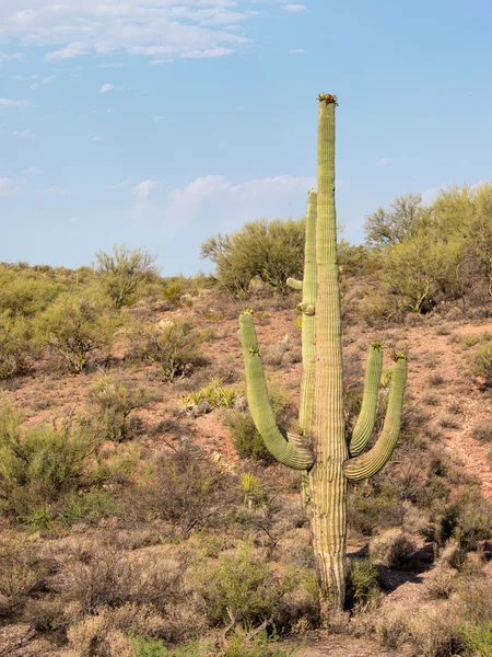 Wüstensaguaro-Kaktus — Stockfoto