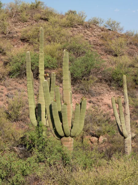 Έρημο τοπίο με saguaro κάκτοι — Φωτογραφία Αρχείου