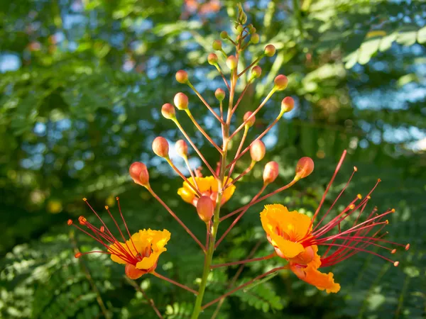 Modliszki na ptak rajski kwiat — Zdjęcie stockowe