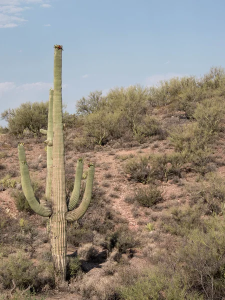 Pouštní krajina s kaktusy saguaro — Stock fotografie