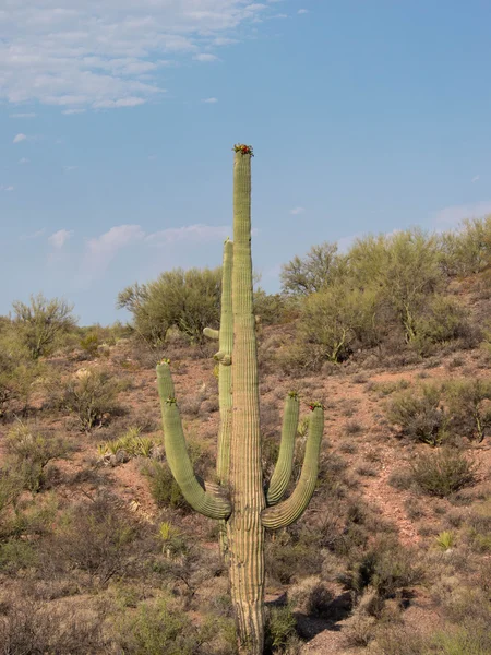 Pouštní krajina s kaktusy saguaro — Stock fotografie