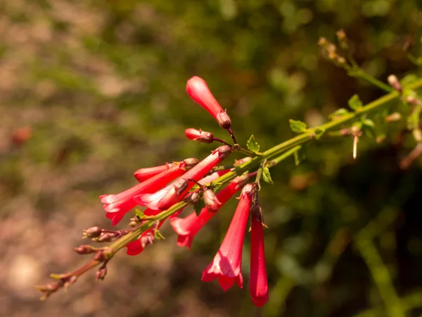 Нежные красные цветы — стоковое фото