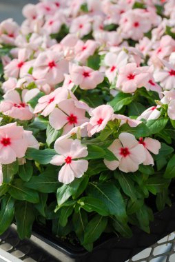 Yapraklı vinç çiçekleri, gül vinka çiçekleri (Madagaskar menekşesi), saksı vinçleri