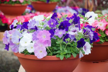 Petunya, Petunya tepside, Petunya tencerede, çok renkli petunya