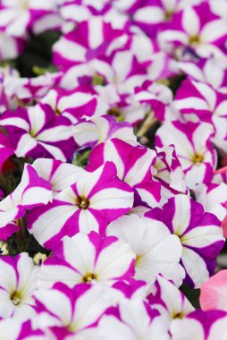 Pembe Petunya, siyah tencerede Petunya, ahşap rafta pembe petunya. Seçici odak.