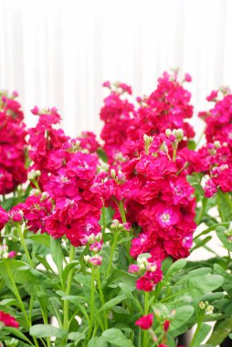 Matthiola incana çiçeği, stok çiçekleri, fidanlıkta kesilmiş çiçekler, tam çiçek. Gül Matthiola
