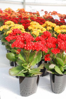 Kırmızı çiçekli Kalanchoe bitkisi, Kalanchoe çiçeği, Kalanchoe saksısı