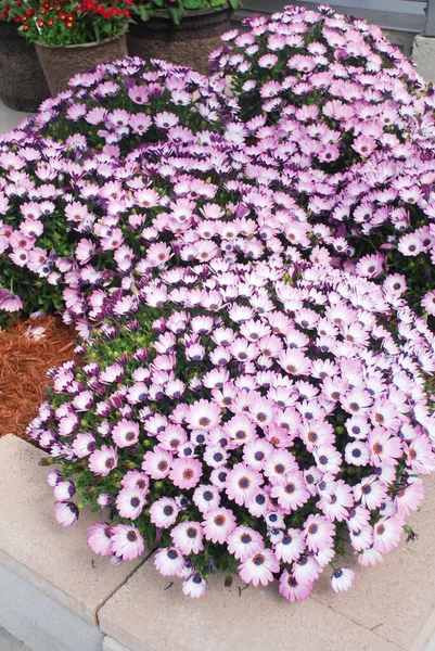 Light purple osteospermum or dimorphotheca flowers in the flowerbed, purple flowers