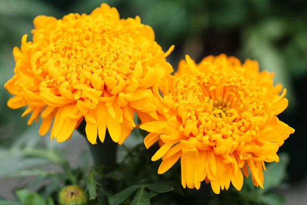 Marigolds Gold Color Tagetes Erecta Mexican Marigold Aztec Marigold African — 스톡 사진