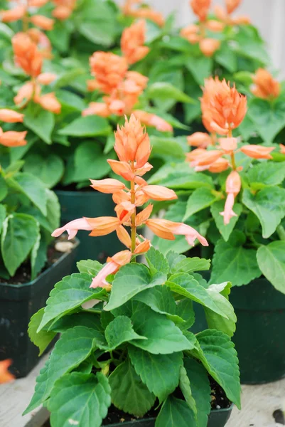 오렌지 살비아 렌덴스 화분에 자주색 꽃식물 — 스톡 사진