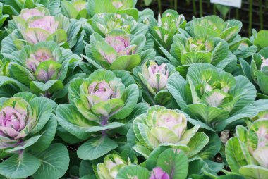 Botanik bahçesinde süslü bir lahana, çiçekler, bitkiler, çevre, kesilmiş çiçekler.