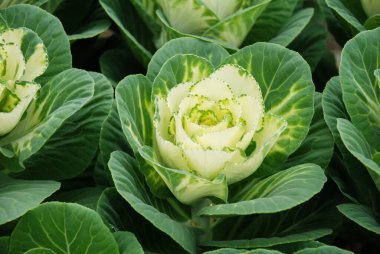 Botanik bahçesinde süslü bir lahana, çiçekler, bitkiler, çevre, kesilmiş çiçekler.