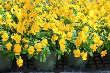 Sarı ve Açık Mor Çiçek Pansiseler renkli nonoş çiçeklerine yakın çekim, bir saksı bitkisi