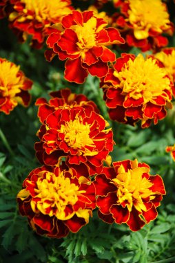 Tagetes patula Fransız kadife çiçeği, turuncu sarı çiçekler, yeşil yapraklar, saksı bitkisi