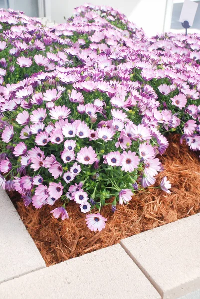 Light purple osteospermum or dimorphotheca flowers in the flowerbed, purple flowers