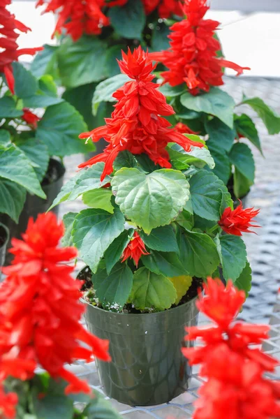 Red Salvia Splendens Rode Bloempot Planten Zwarte Schaal — Stockfoto