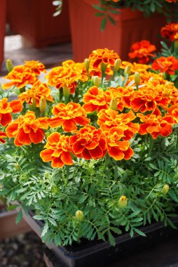 Tagetes patula Fransız kadife çiçeği, turuncu sarı çiçekler, yeşil yapraklar, saksı çiçeği