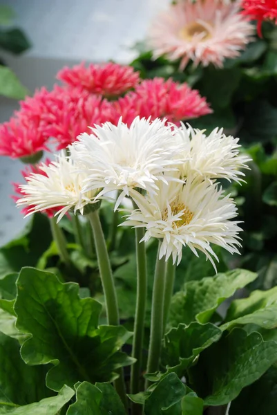 Bílá Růžová Gerbera Daisy Gerbeřina Rostlina Hrnci Stole Plně Kvetoucí — Stock fotografie