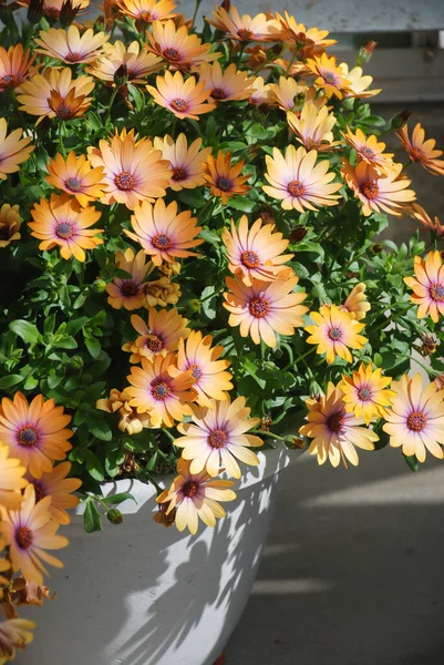꽃밭에 오렌지색 골다공증 꽃이나 색깔의 — 스톡 사진