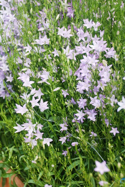 Light Purple Campanula flowers. Macro of flowers Campanula Portenschlagiana in light purple