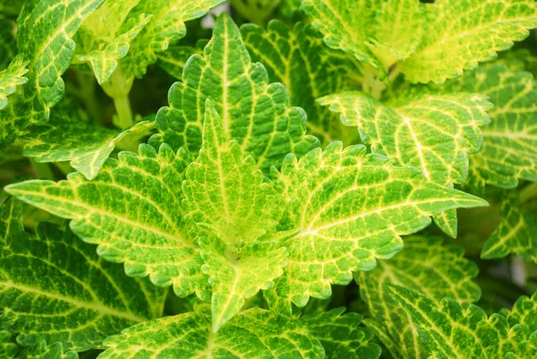 Citroengroene Bladeren Van Coleusplant Plectranthus Scutellarioides Potplant — Stockfoto