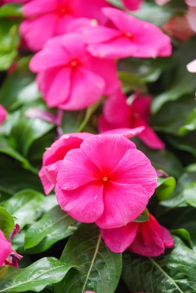 Foliage Vinca Flowers Deep Rose Vinca Flowers Madagascar Periwinkle Potted — Stock Photo, Image