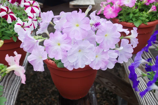 Petunia Petunias Tray Petunia Pot Light Pink Petunia — Stock Photo, Image