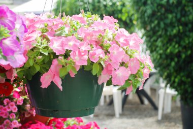 Petunyalar tepside, Petunya tencerede, somon petunyası asılı.