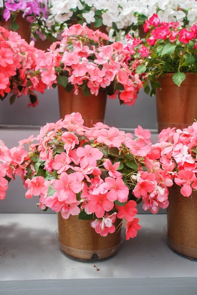 Salmon Impatiens Potted Scientific Name Impatiens Walleriana Flowers Also Called — Stock Photo, Image