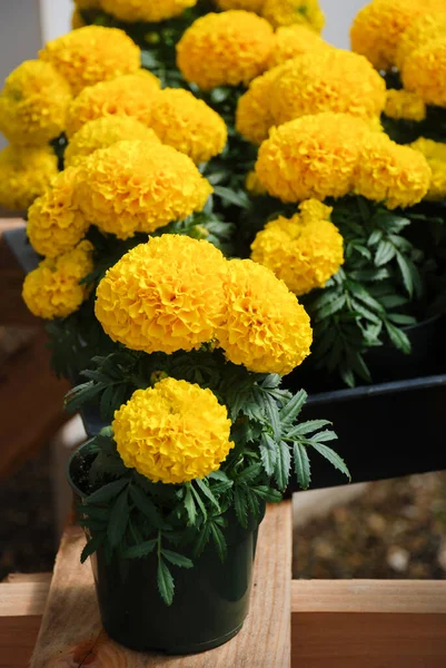 Marigolds Yellow Color Tagetes Erecta Mexican Marigold Aztec Marigold African — 스톡 사진