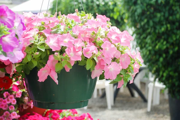 Petunyalar tepside, Petunya tencerede, somon petunyası asılı.