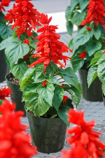 Red Salvia Splendens Rode Bloempot Planten Zwarte Pot — Stockfoto