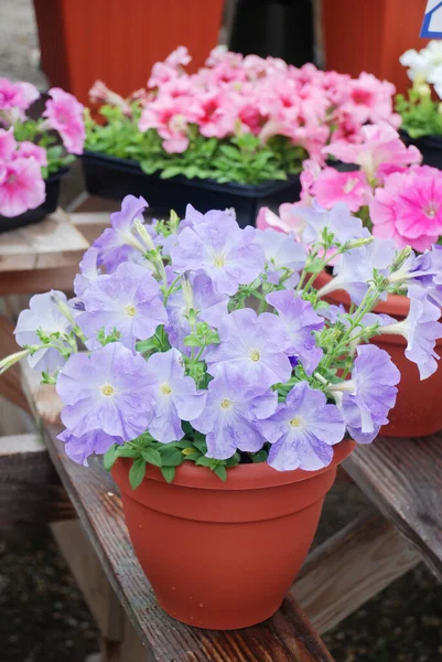 Petunias Tray Petunia Pot Light Purple Petunia — Stock Photo, Image