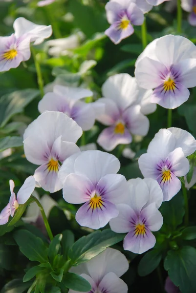 Light Purple Flower Pansies Closeup Colorful Pansy Flowers Pot Plant — Fotografia de Stock