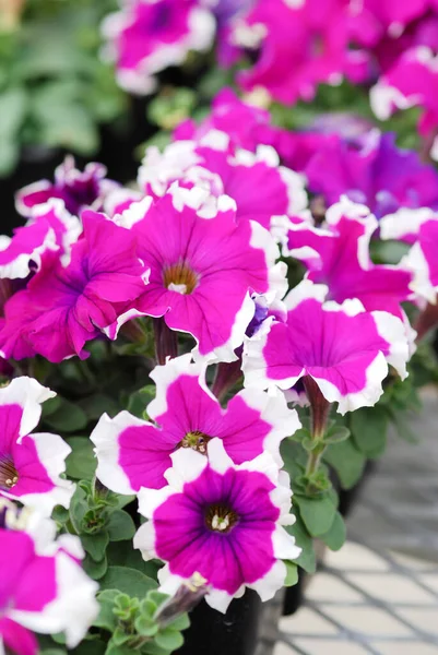 Petunia Petunias Tray Petunia Pot Burgundy White Petunia — Stockfoto