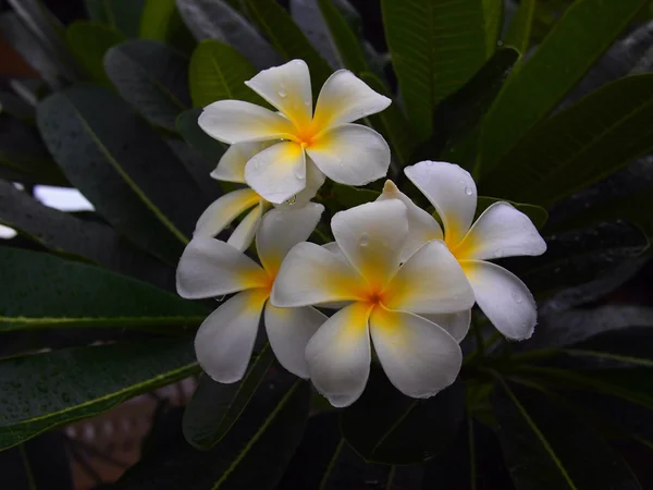 Frangipani biało -żółte kwiaty — Zdjęcie stockowe