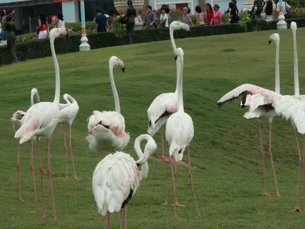 Model of flamingoes — 스톡 사진