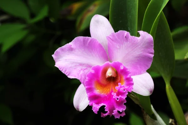 Fialová orchidej na stromě — Stock fotografie