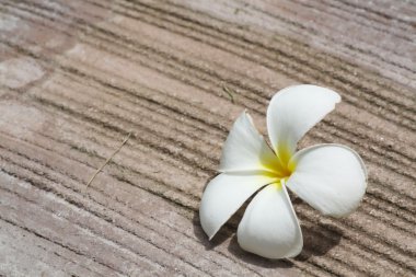 yere düşen beyaz plumerlia