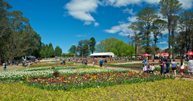 floriade Festivali Lale çiçeği