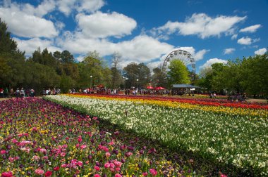 floriade Festivali Lale çiçeği