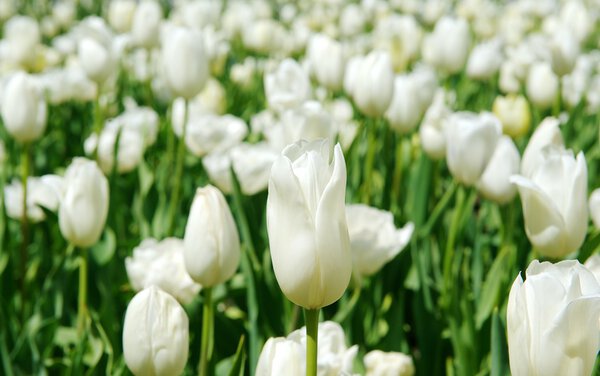 Красивые белые тюльпаны
