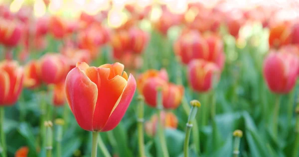 チューリップの花 — ストック写真